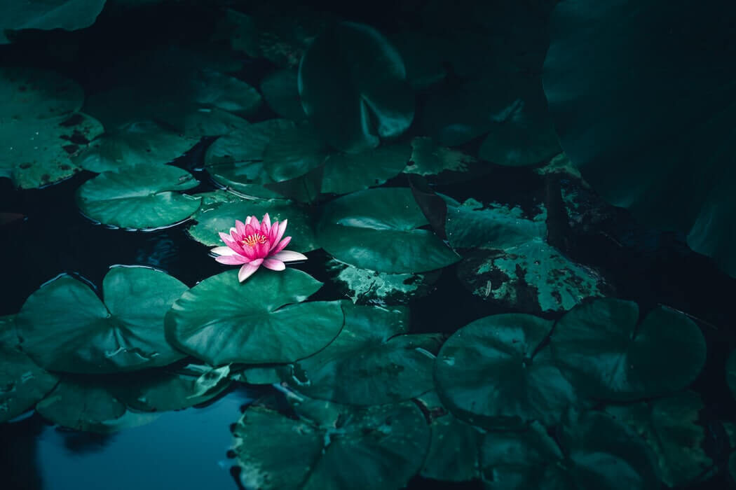 Featured Image