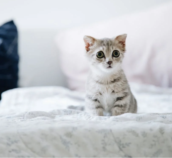Our Cats Taught Me A Life Lesson | Day 12 of Blog Marathon