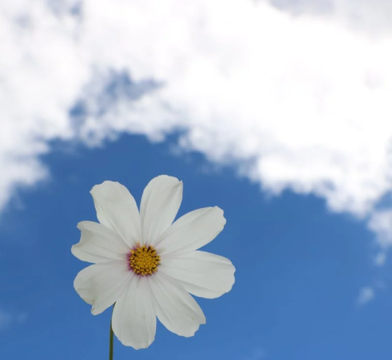 5 Reasons Why Appreciation Matters So Much | Day 11