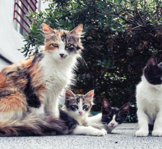If Cats Could Talk | Day 13th of Blog Marathon